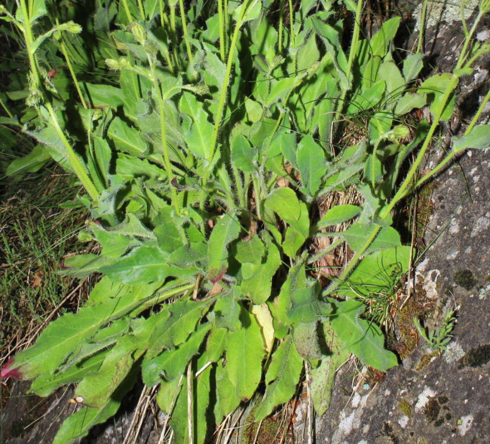 Hieracium amplexicaule  / Sparviere a foglie abbraccianti